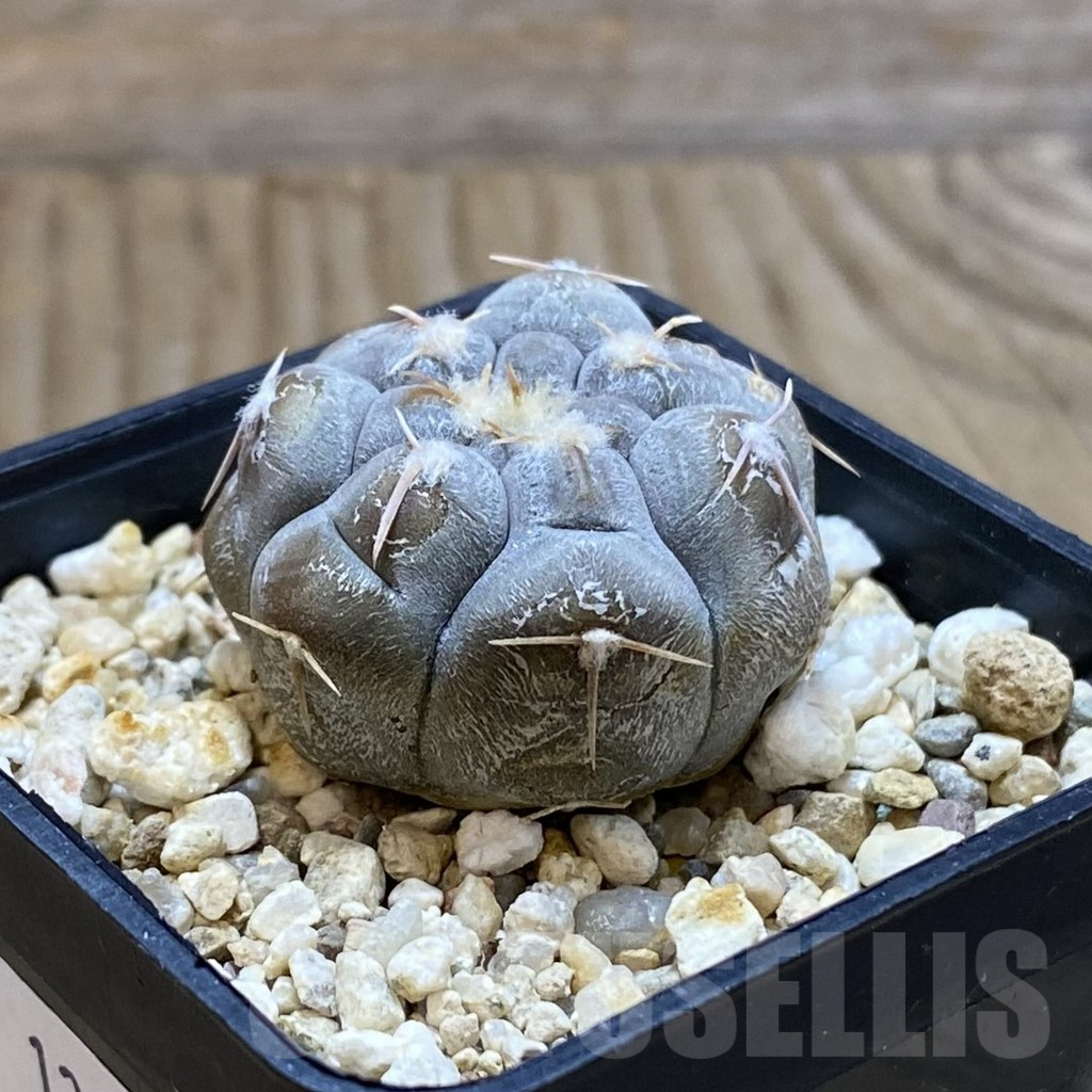 SH12663 Gymnocalycium prochazkianum ex KK 399.7047 - immagine 2