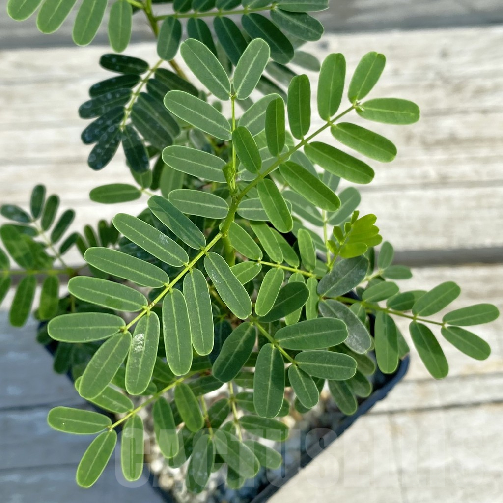 SH12615 Senna meridionalis old 5 years, seedling