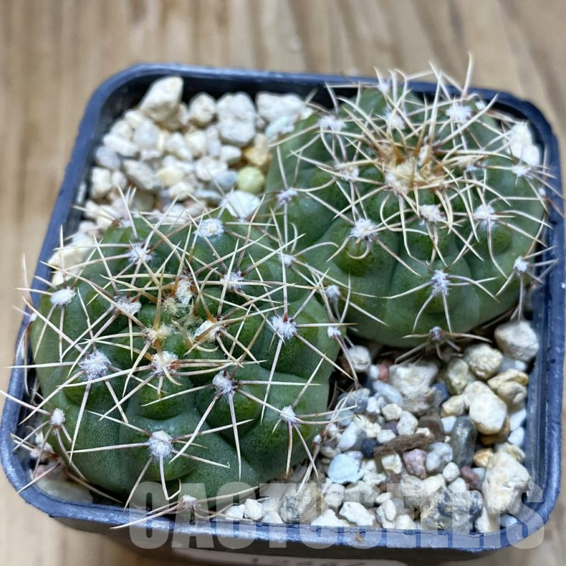 SH12667 Gymnocalycium gaponii VG 503, 2 plants
