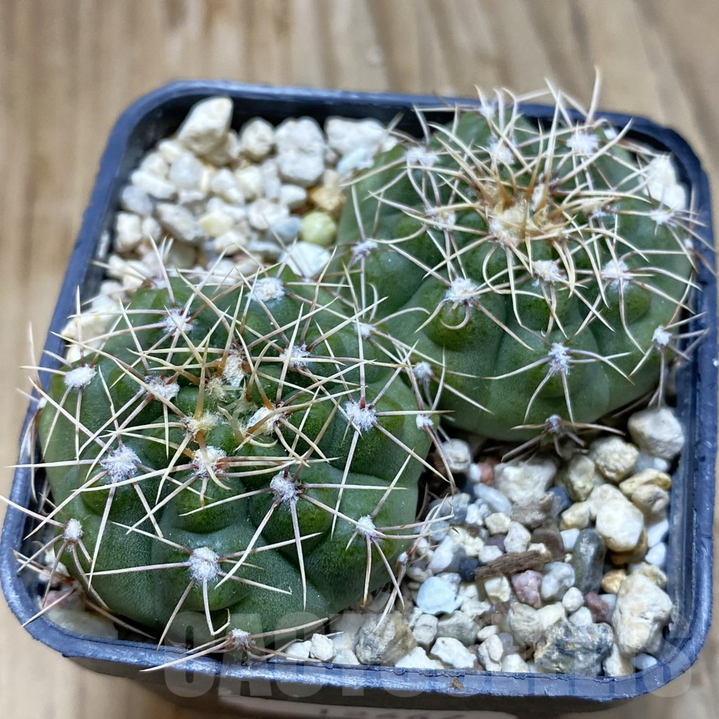 SH12667 Gymnocalycium gaponii VG 503, 2 plants
