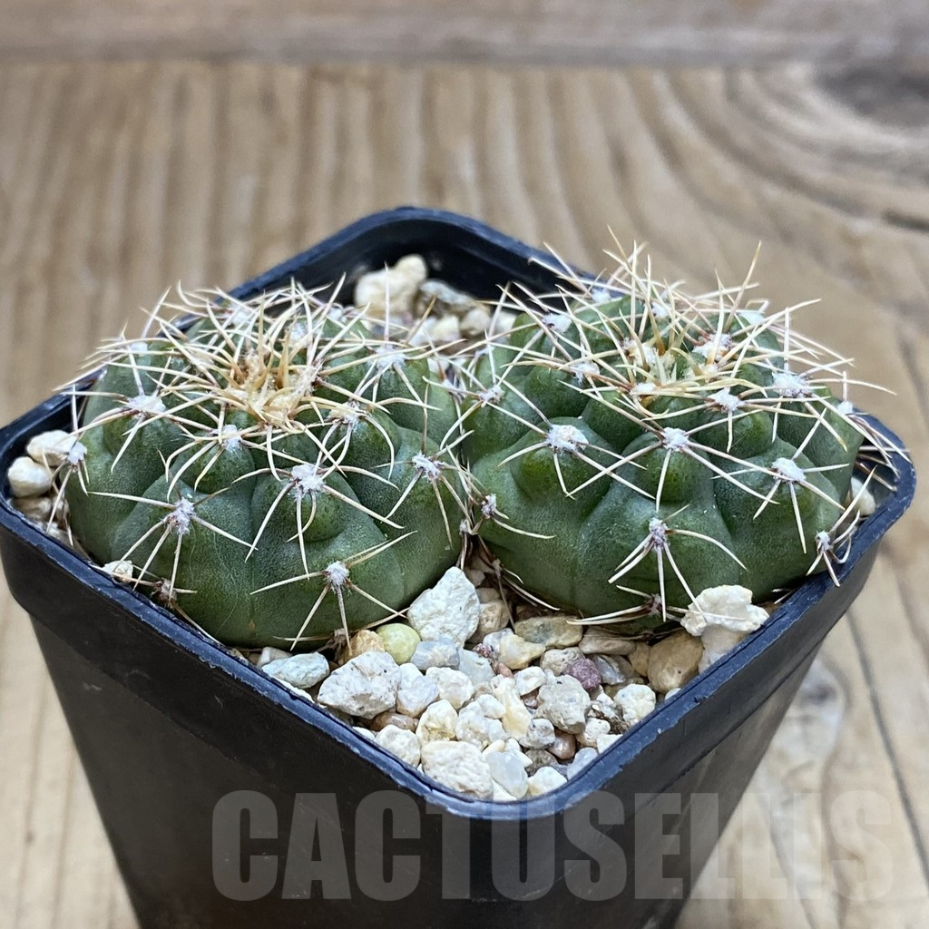 SH12667 Gymnocalycium gaponii VG 503, 2 plants - Image 2
