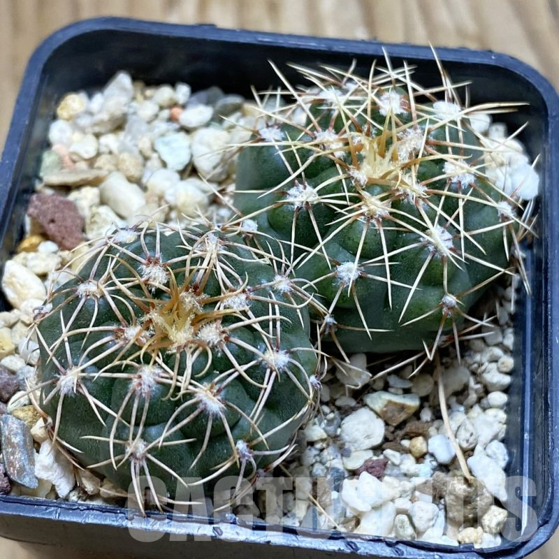 SH12668 Gymnocalycium gaponii VG 503, 2 plants