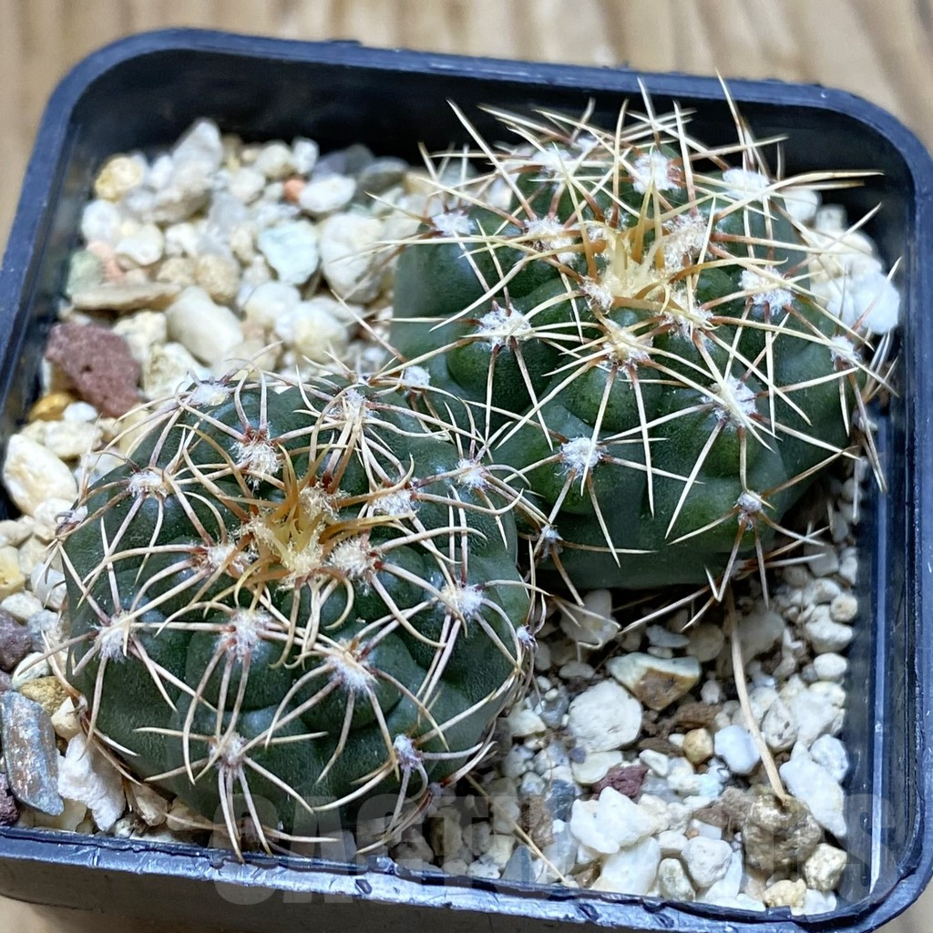 SH12668 Gymnocalycium gaponii VG 503, 2 plants