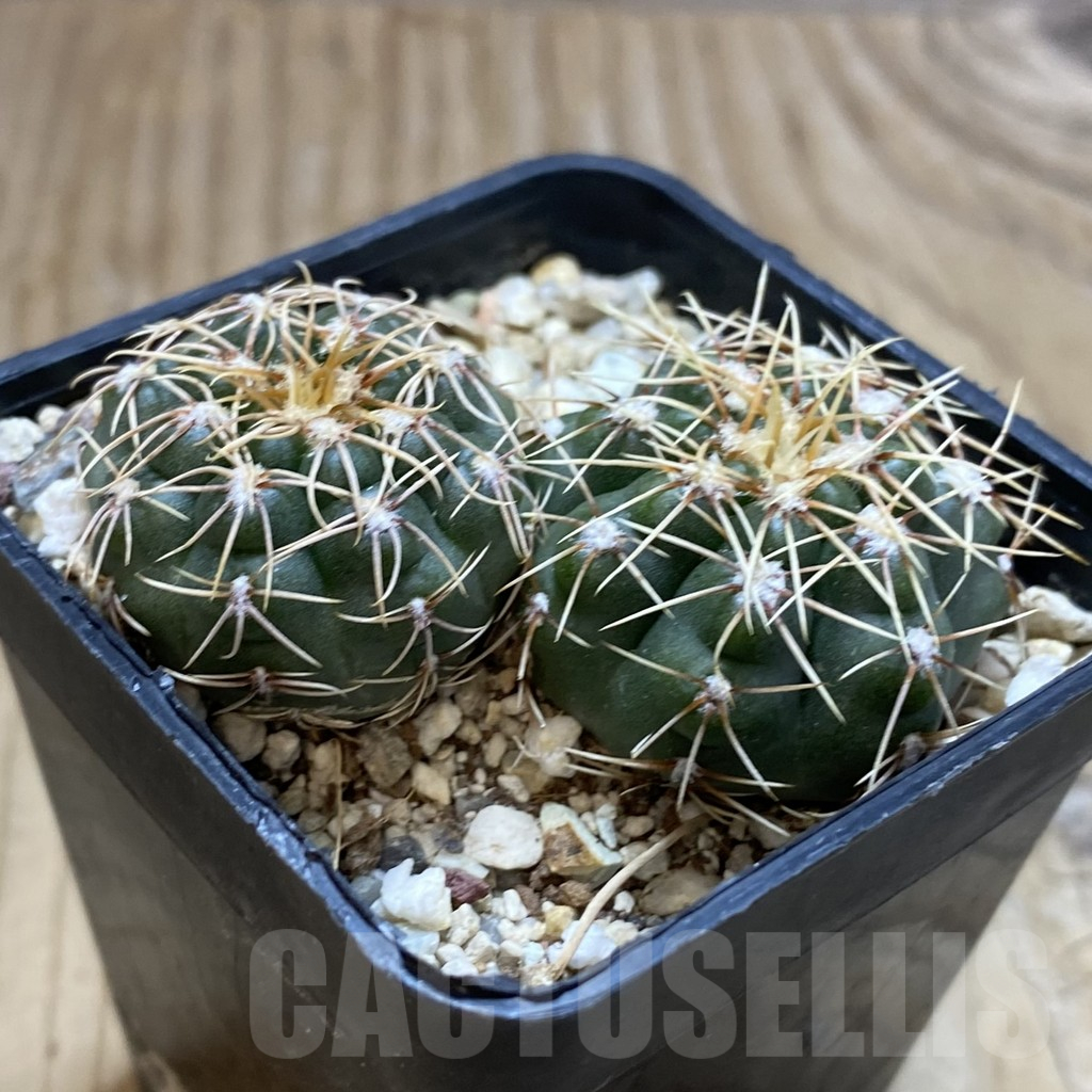 SH12668 Gymnocalycium gaponii VG 503, 2 plants - Image 2