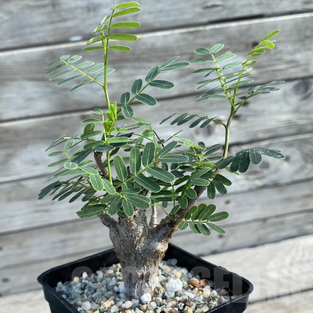 SH12615 Senna meridionalis old 5 years, seedling - Obrázek 2