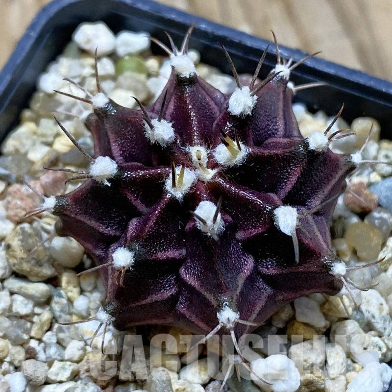 SH12669 Gymnocalycium mihanovichii 'Hibotan' hybrid