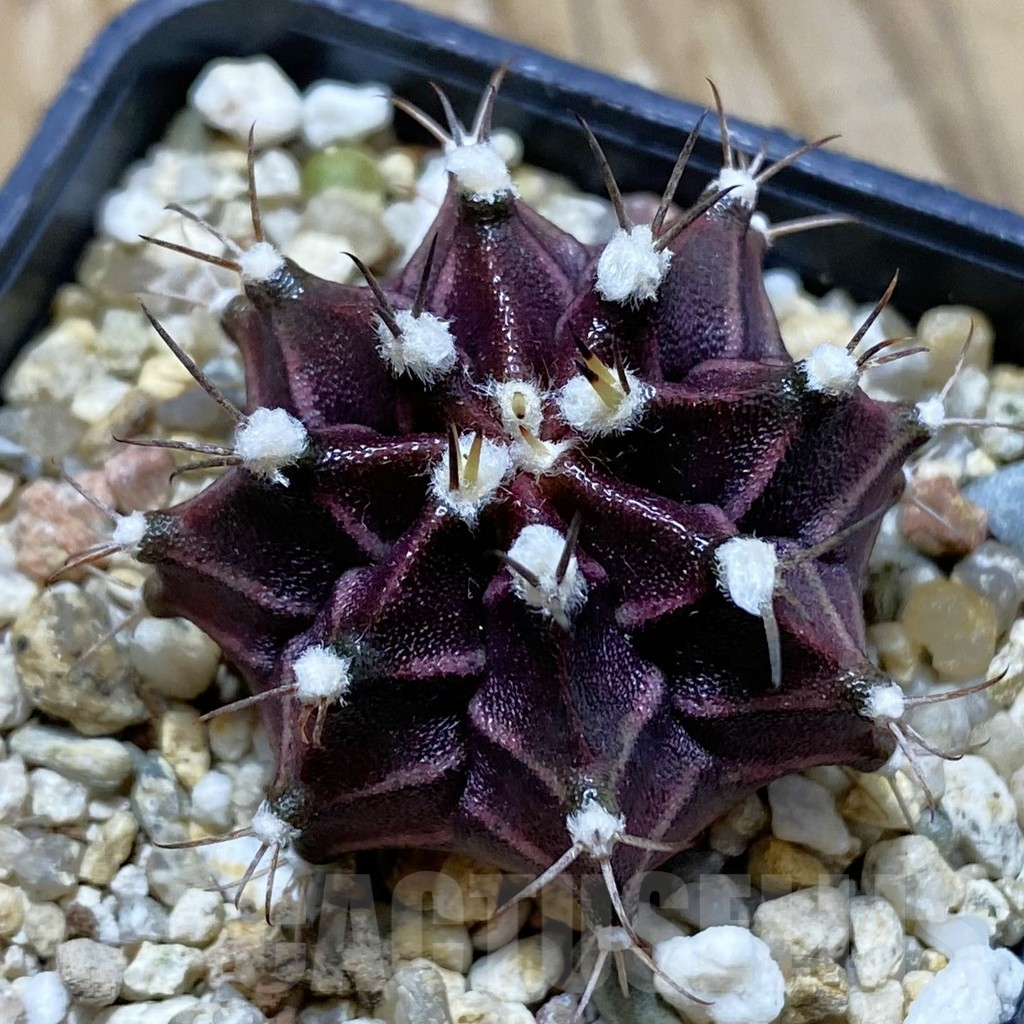 SH12669 Gymnocalycium mihanovichii 'Hibotan' hybrid