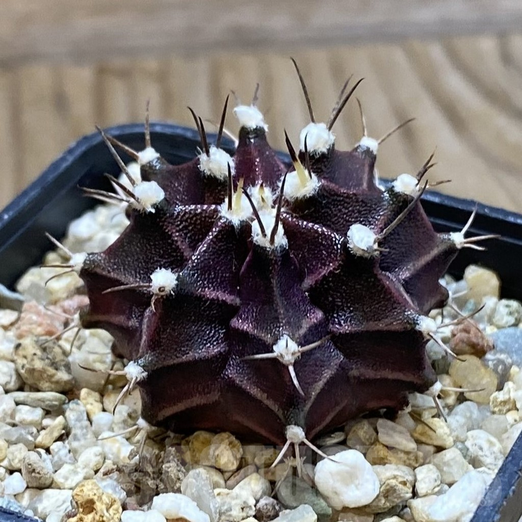 SH12669 Gymnocalycium mihanovichii 'Hibotan' hybrid - Image 2