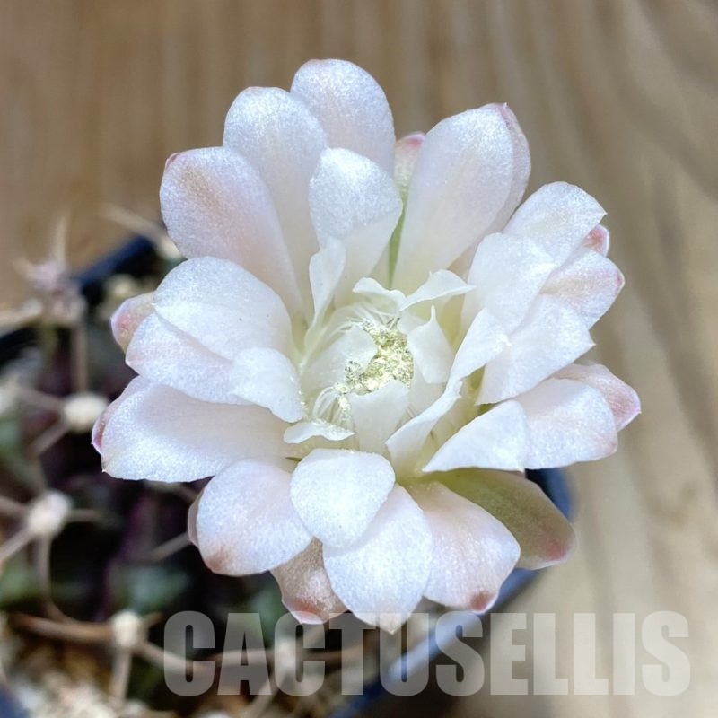 SH12670 Gymnocalycium mihanovichii 'Hibotan' hybrid