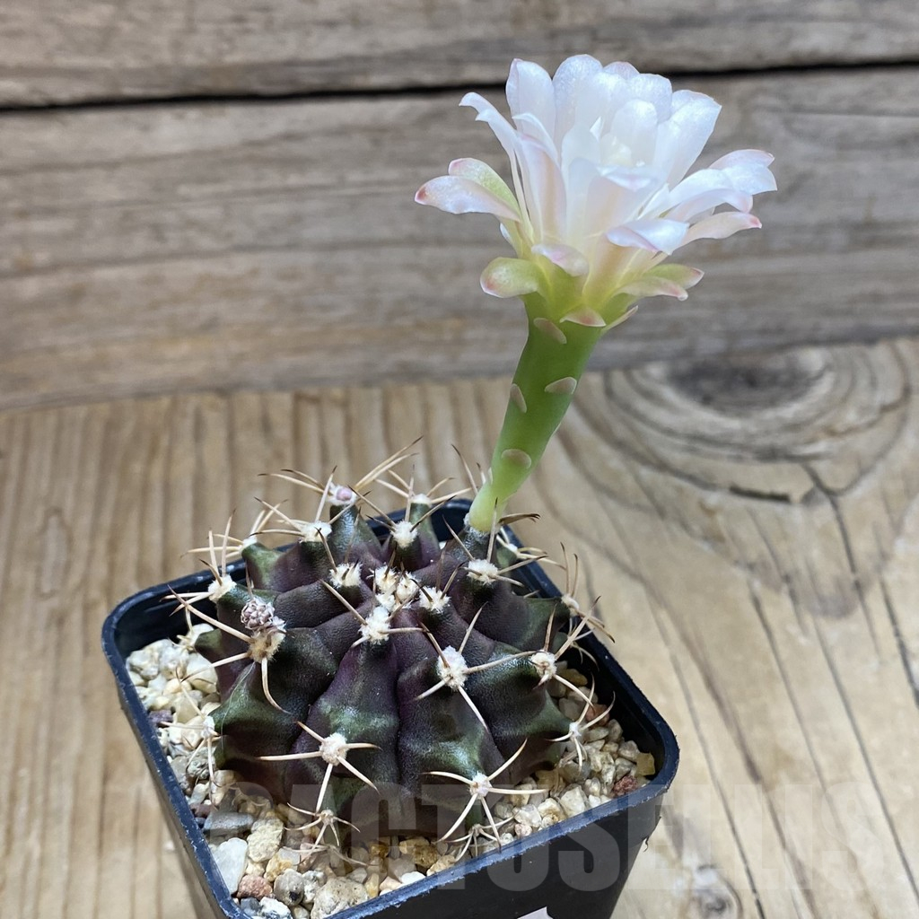 SH12670 Gymnocalycium mihanovichii 'Hibotan' hybrid - Image 2