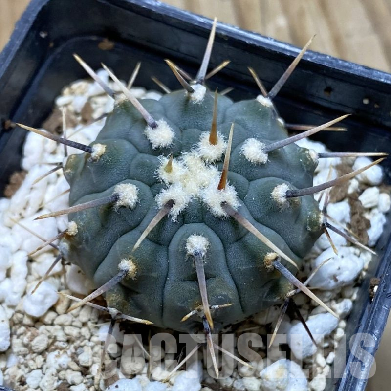 SH12672 Gymnocalycium vatteri