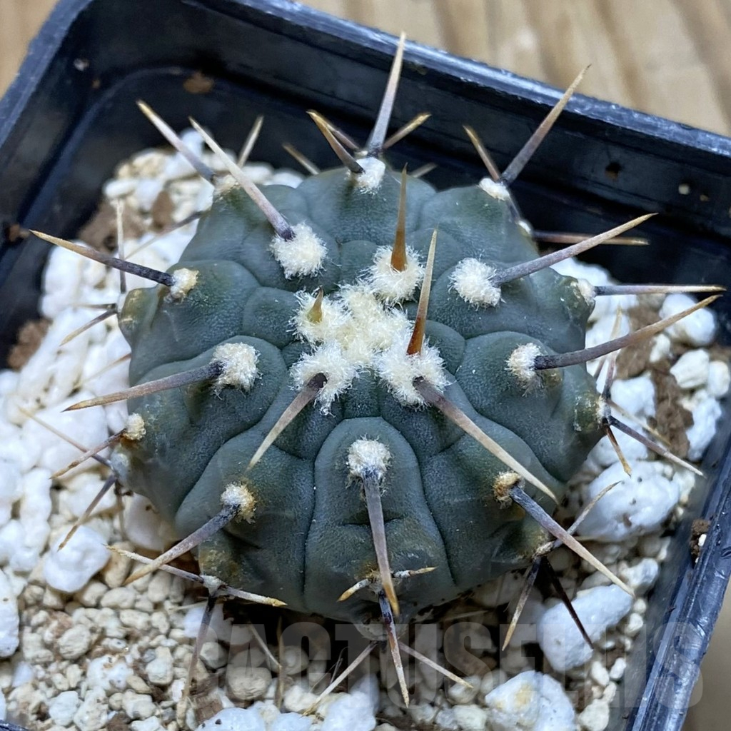 SH12672 Gymnocalycium vatteri