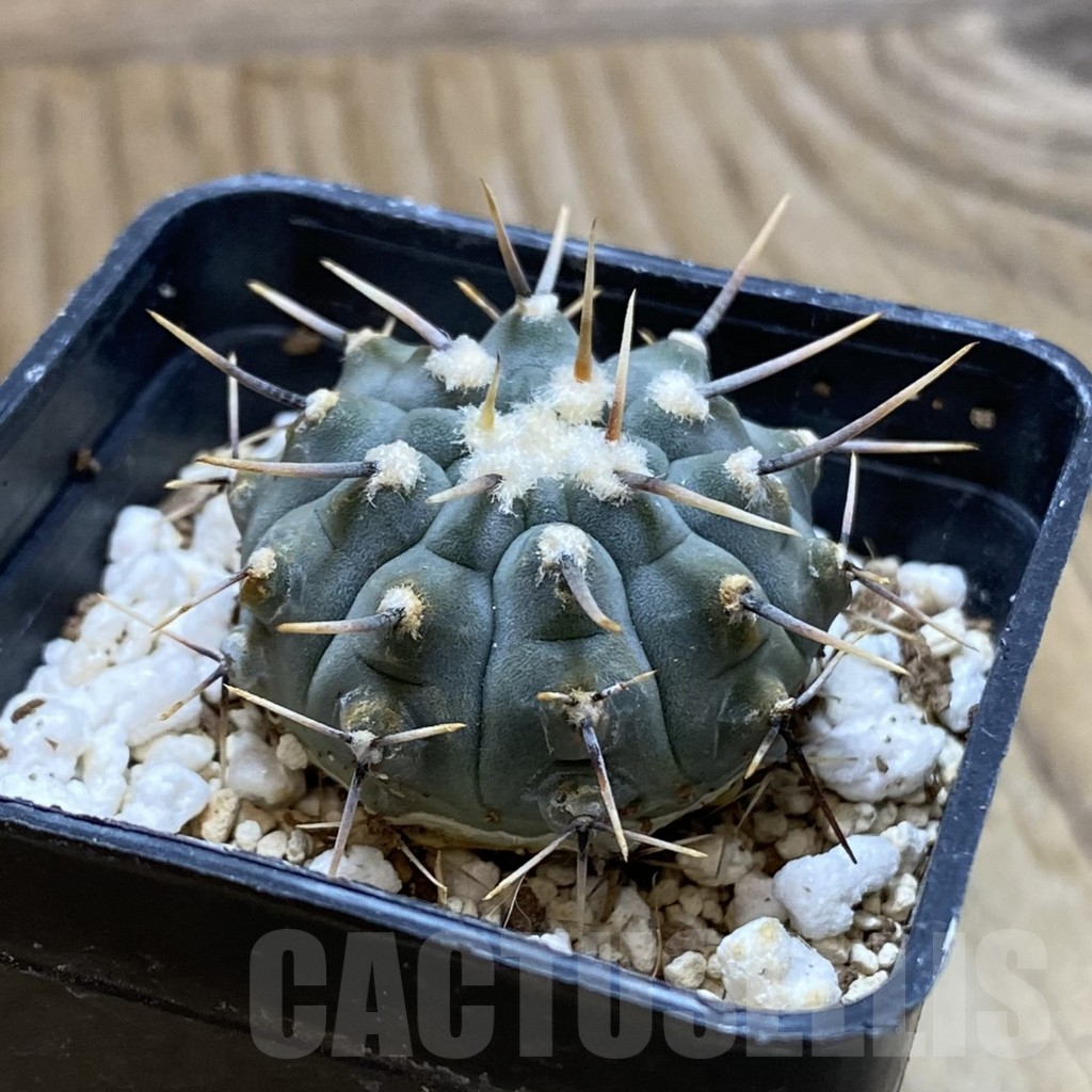 SH12672 Gymnocalycium vatteri - Зображення 2