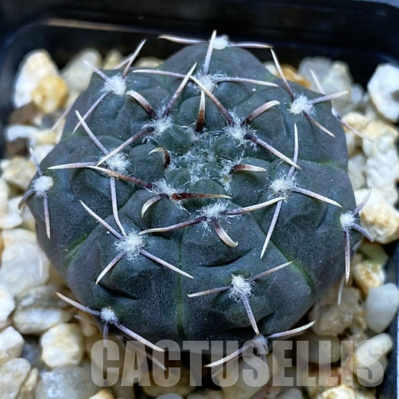 SH12673 Gymnocalycium kieslingii v. castaneum P220