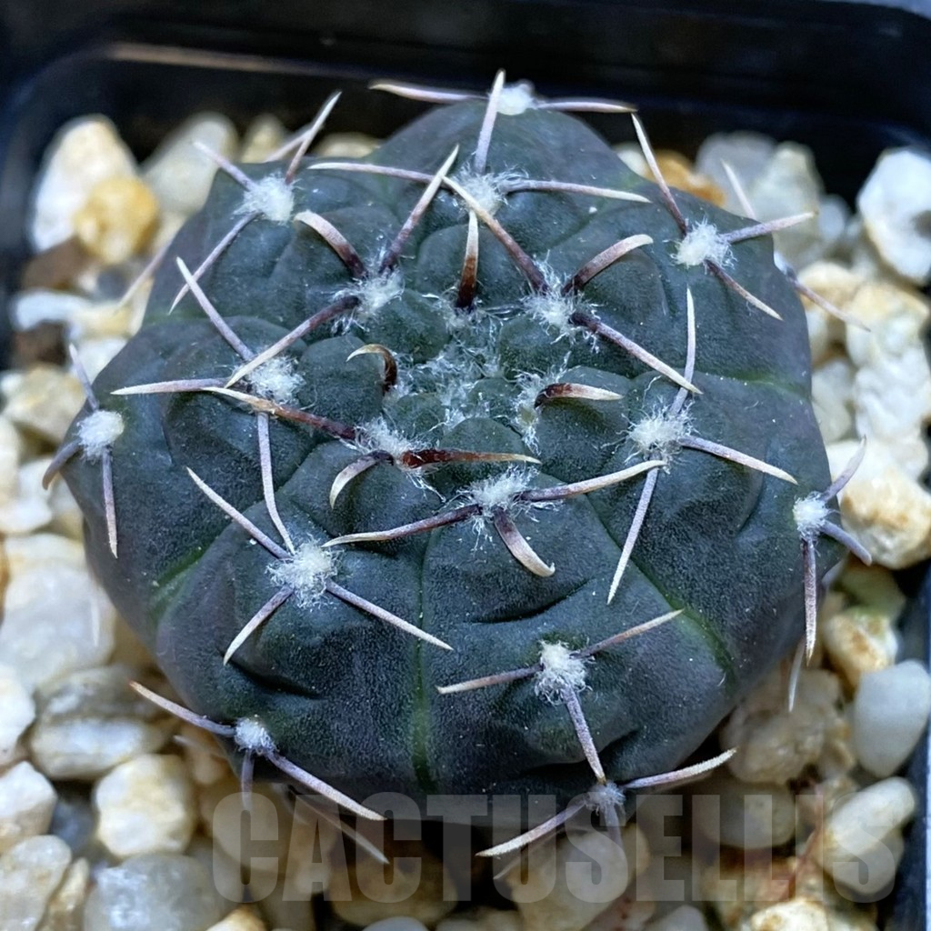 SH12673 Gymnocalycium kieslingii v. castaneum P220