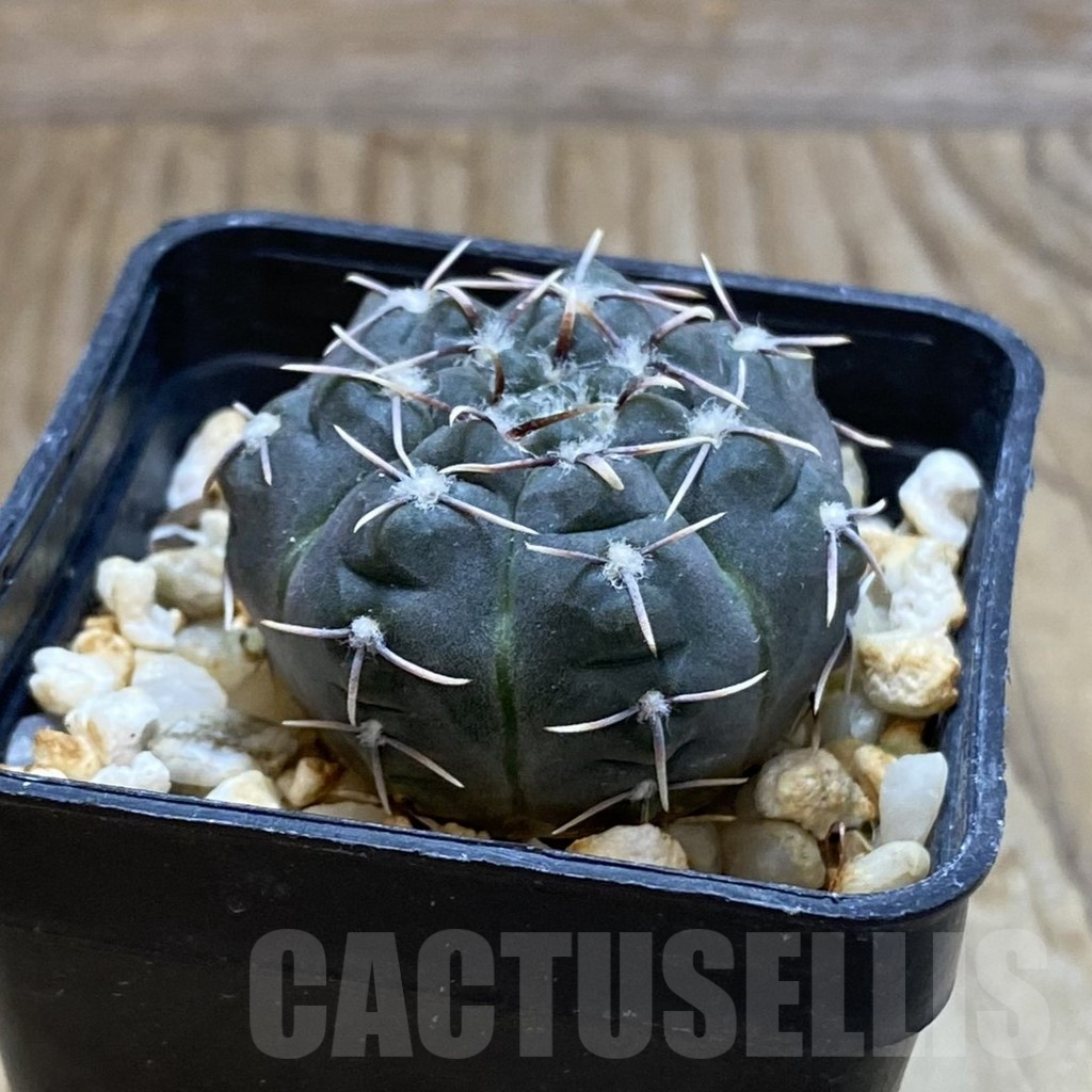 SH12673 Gymnocalycium kieslingii v. castaneum P220 - Image 2