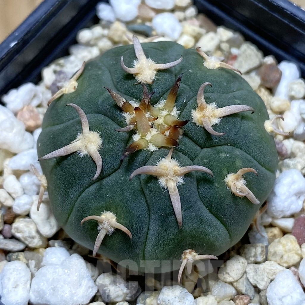 SH12674 Gymnocalycium spegazzinii v. unguispinum SL 443, seedling