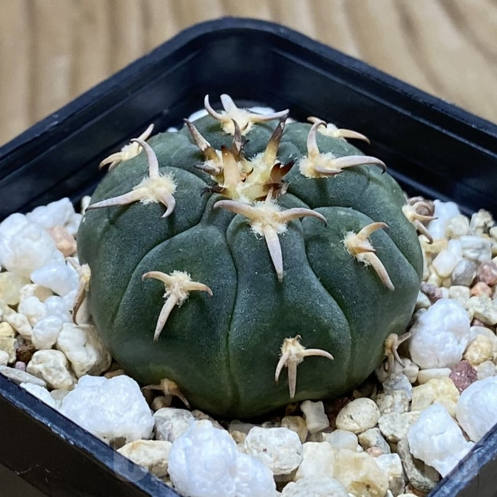 SH12674 Gymnocalycium spegazzinii v. unguispinum SL 443, seedling - Image 2