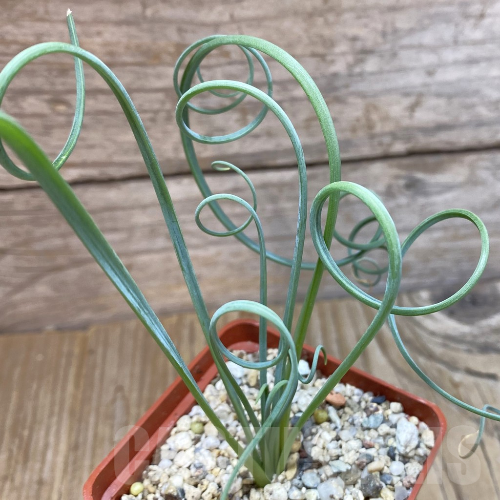 SH12610 Albuca spiralis