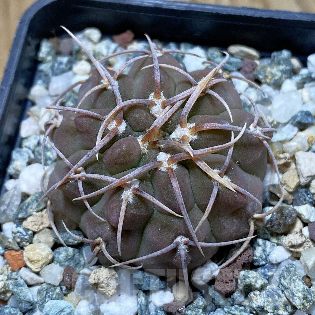 SH12676 Gymnocalycium vatteri