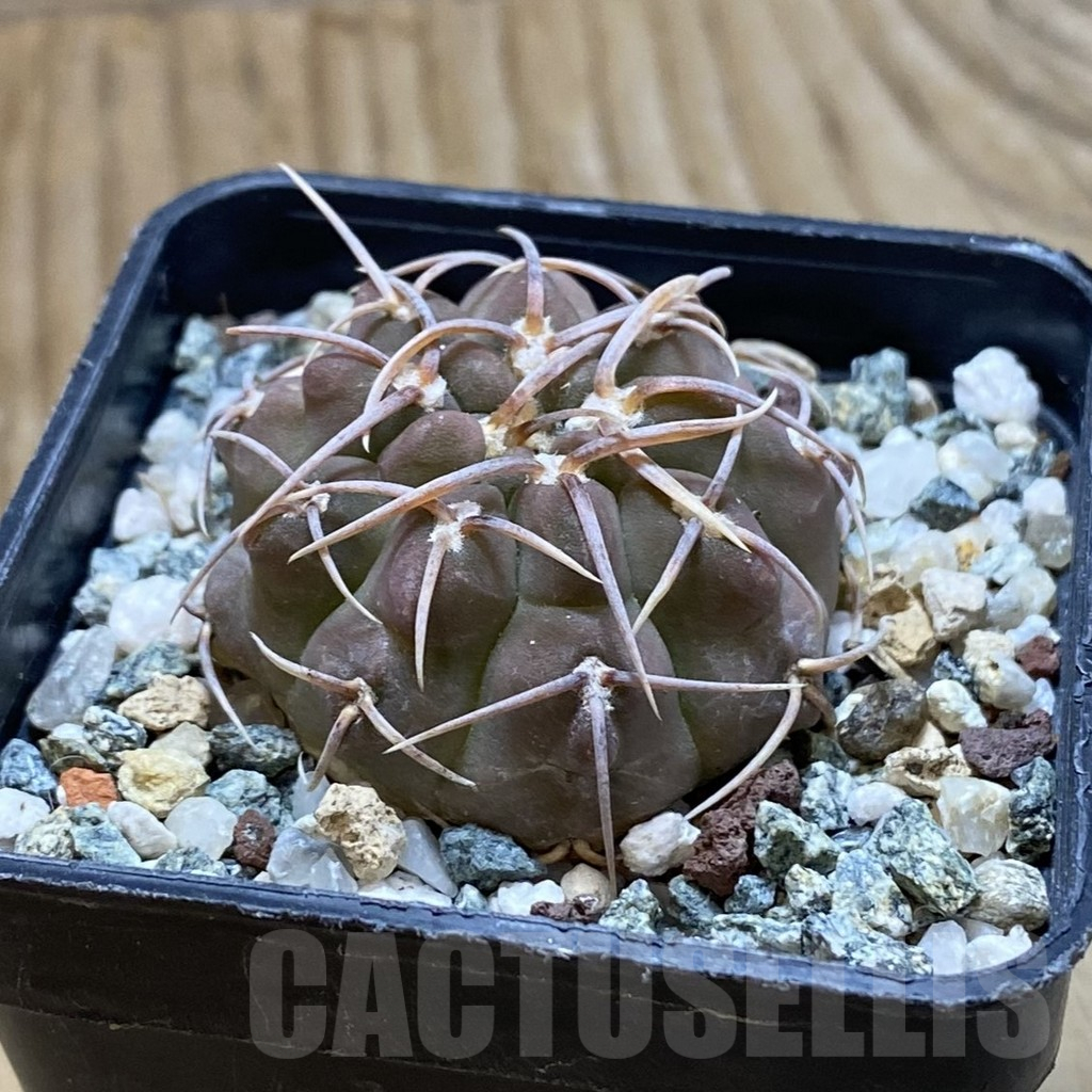 SH12676 Gymnocalycium vatteri - Image 2