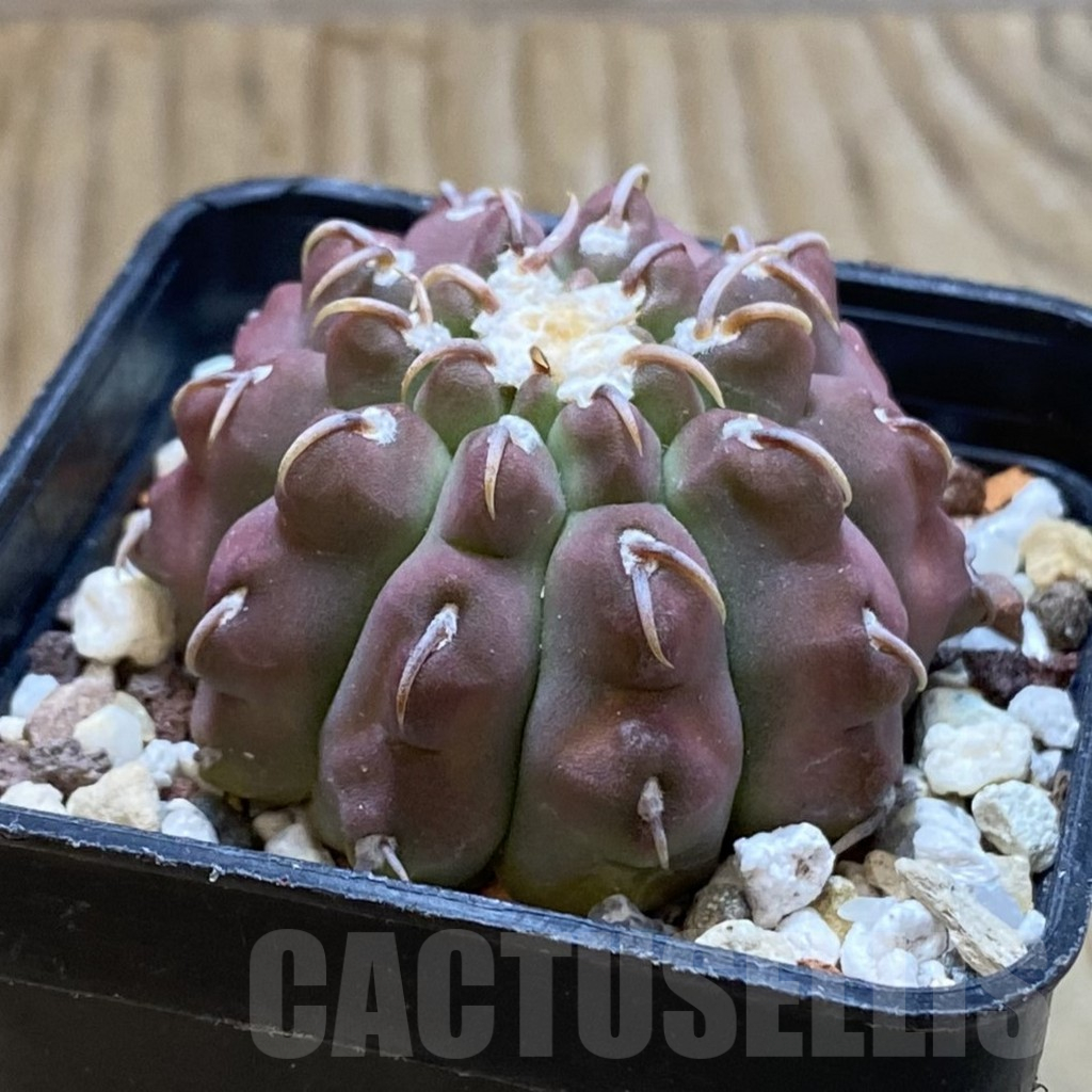 SH12677 Gymnocalycium vatteri v. unguispinum – Image 2