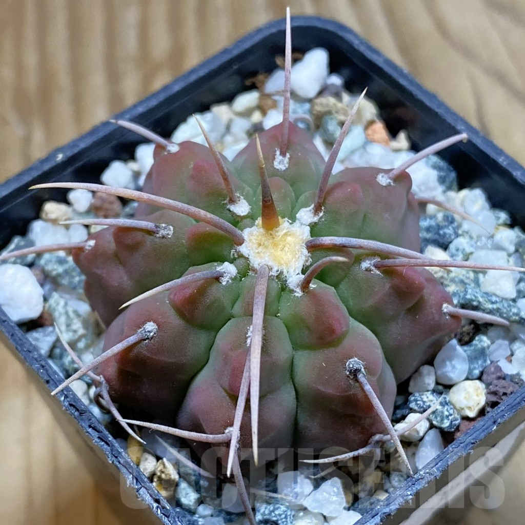 SH12678 Gymnocalycium vatteri v. longispinum