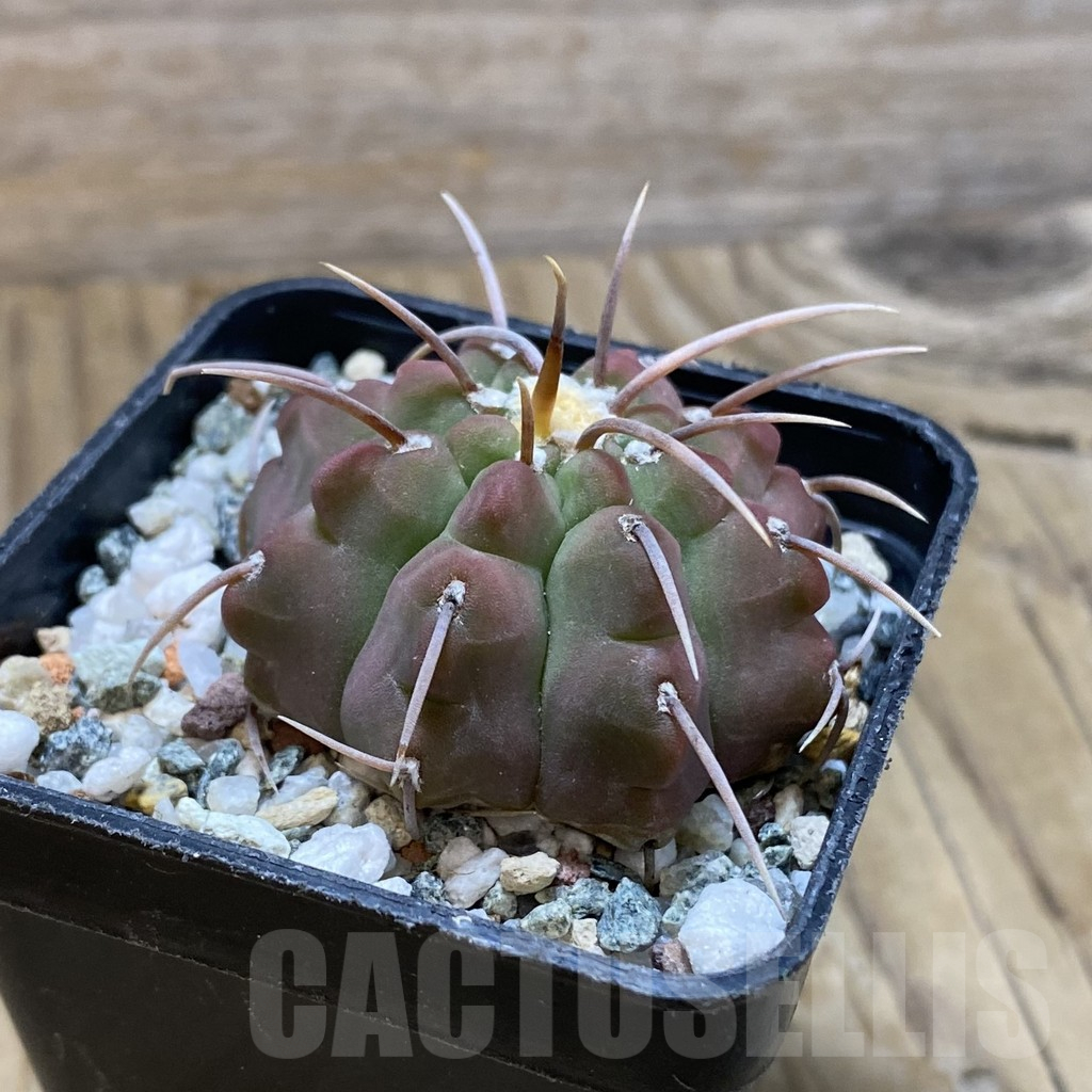 SH12678 Gymnocalycium vatteri v. longispinum - Image 2