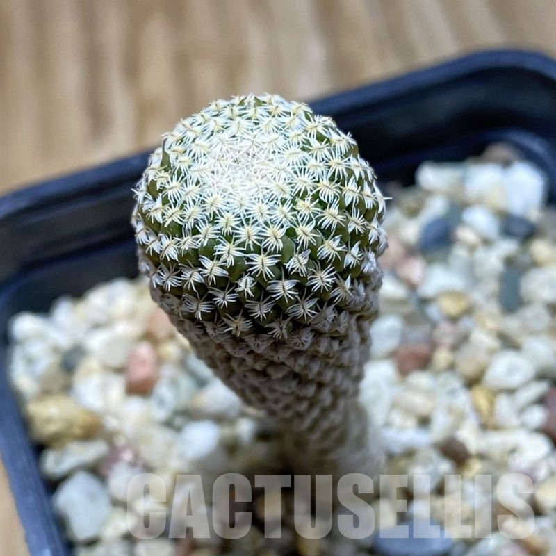 SH12617 Pelecyphora strobiliformis, old 7 years