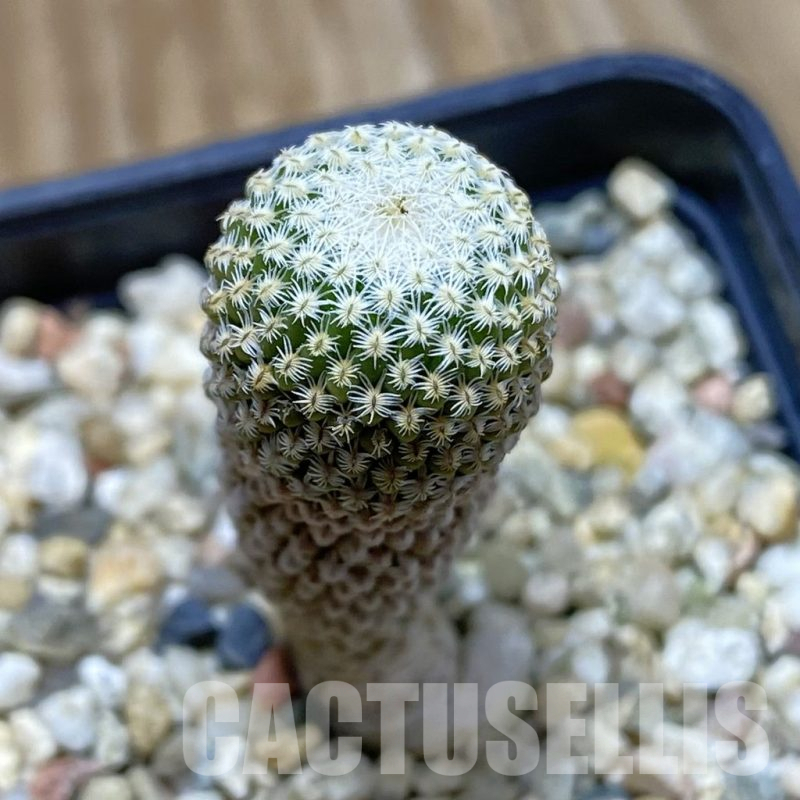 SH12618 Pelecyphora strobiliformis, old 7 years