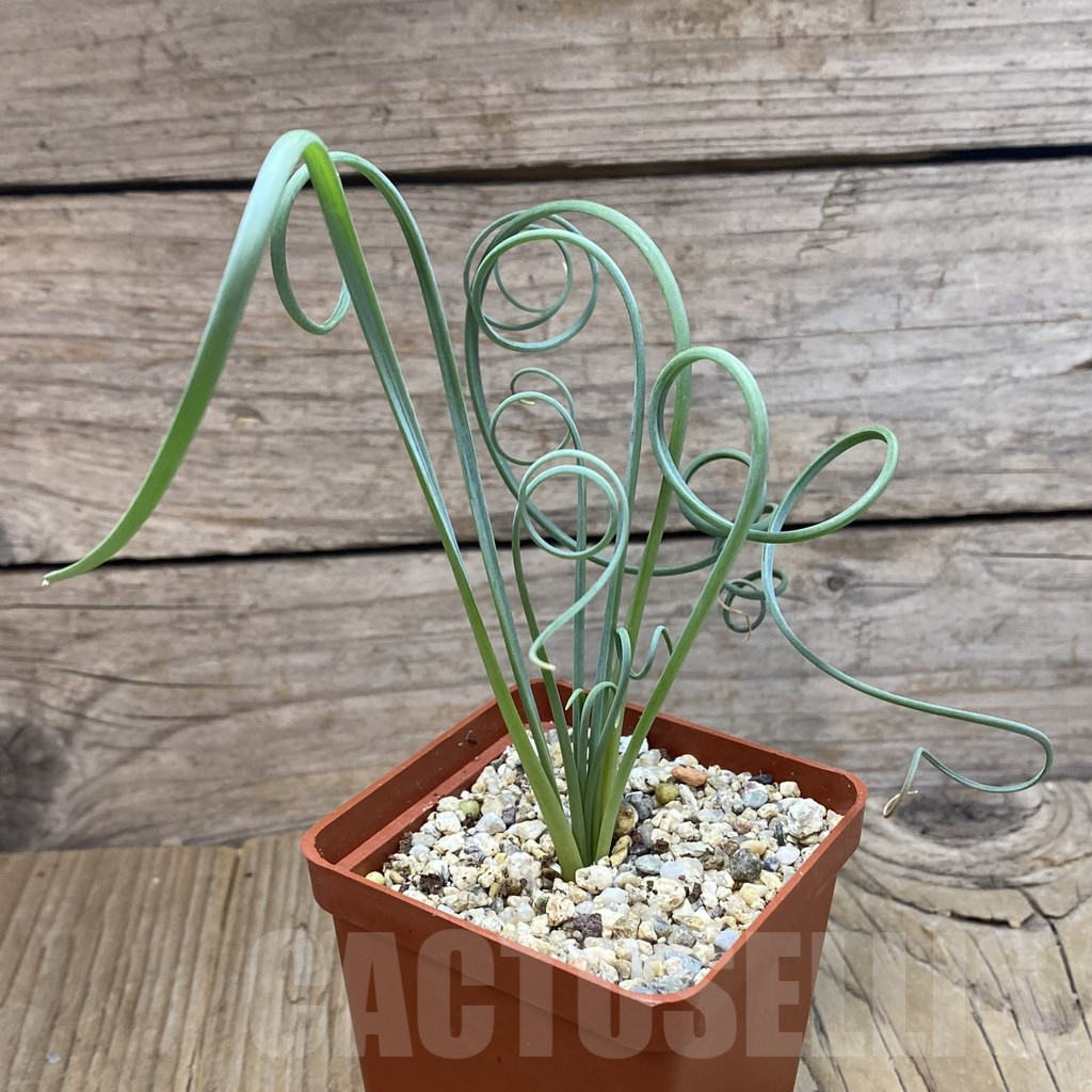 SH12610 Albuca spiralis - Image 2