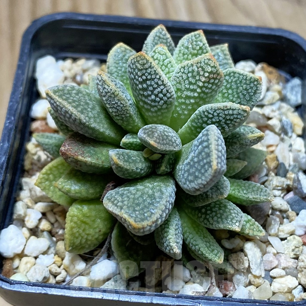 SH12620 Crassula ausensis hybrid