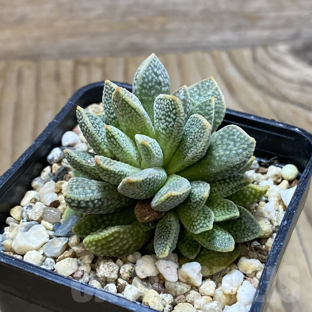 SH12620 Crassula ausensis hybrid - Obrázek 2