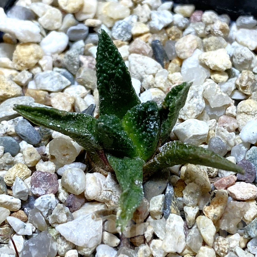 SH12623 Ariocarpus scapharostrus