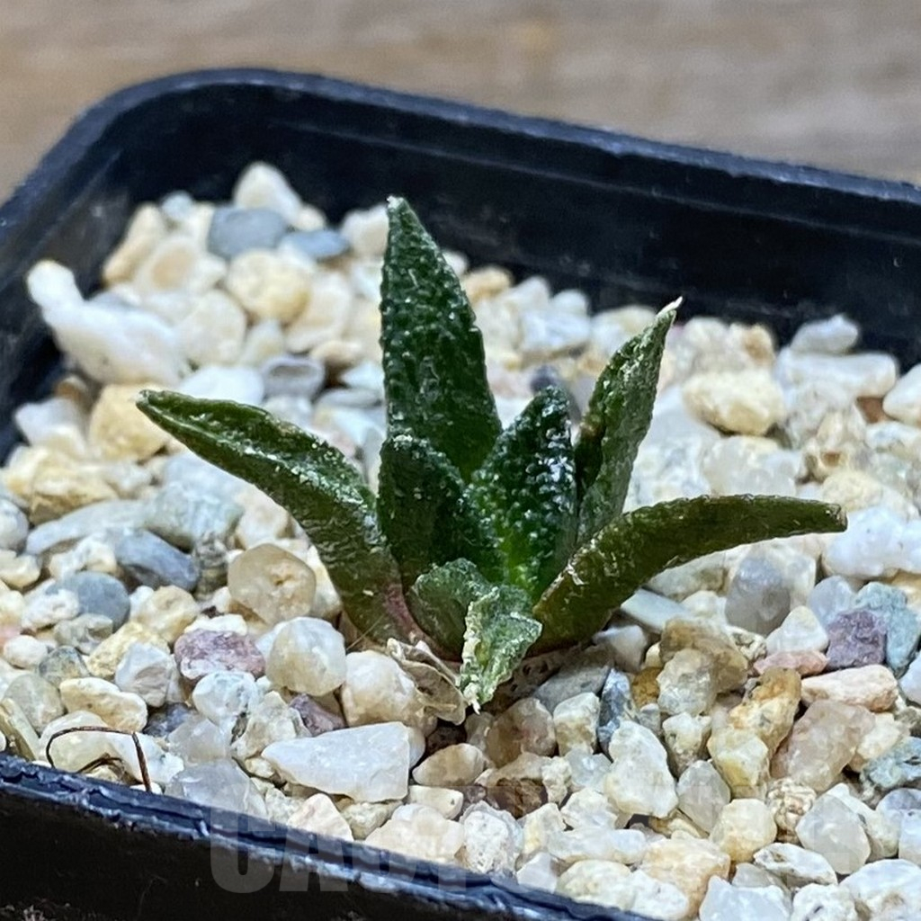SH12623 Ariocarpus scapharostrus - immagine 2