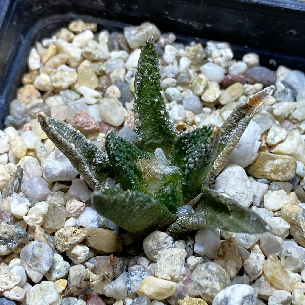 SH12624 Ariocarpus scapharostrus