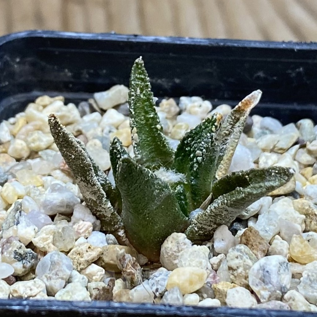 SH12624 Ariocarpus scapharostrus - immagine 2