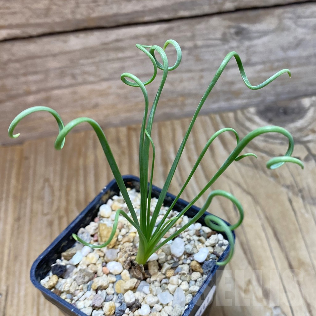 SH12611 Albuca spiralis