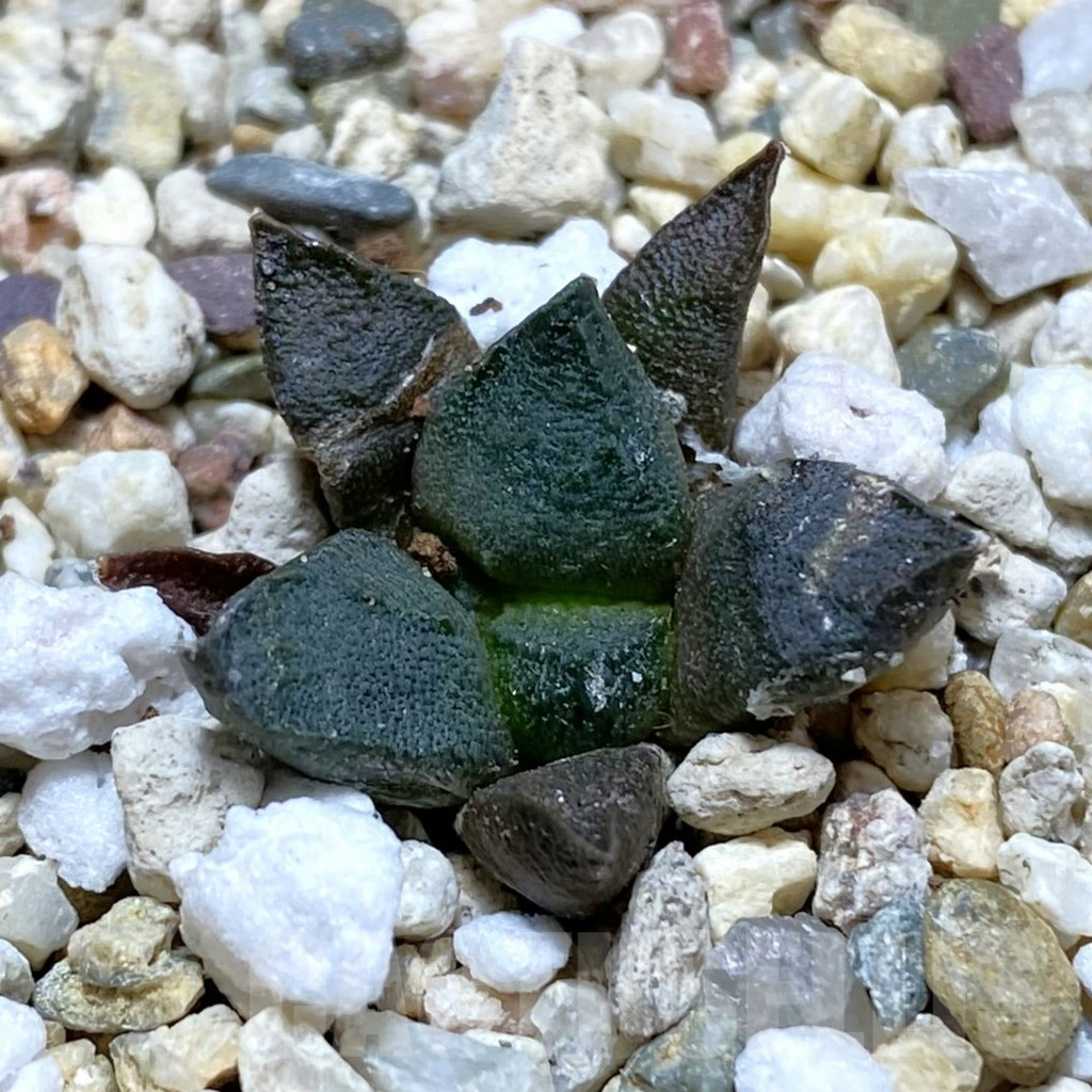SH12626 Ariocarpus fissuratus ssp. lloydii VMG 86