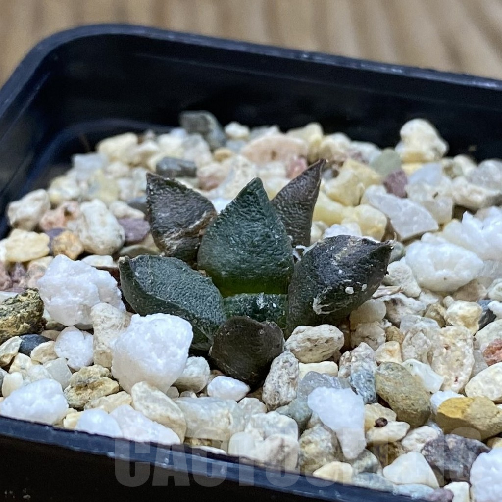 SH12626 Ariocarpus fissuratus ssp. lloydii VMG 86 - Image 2