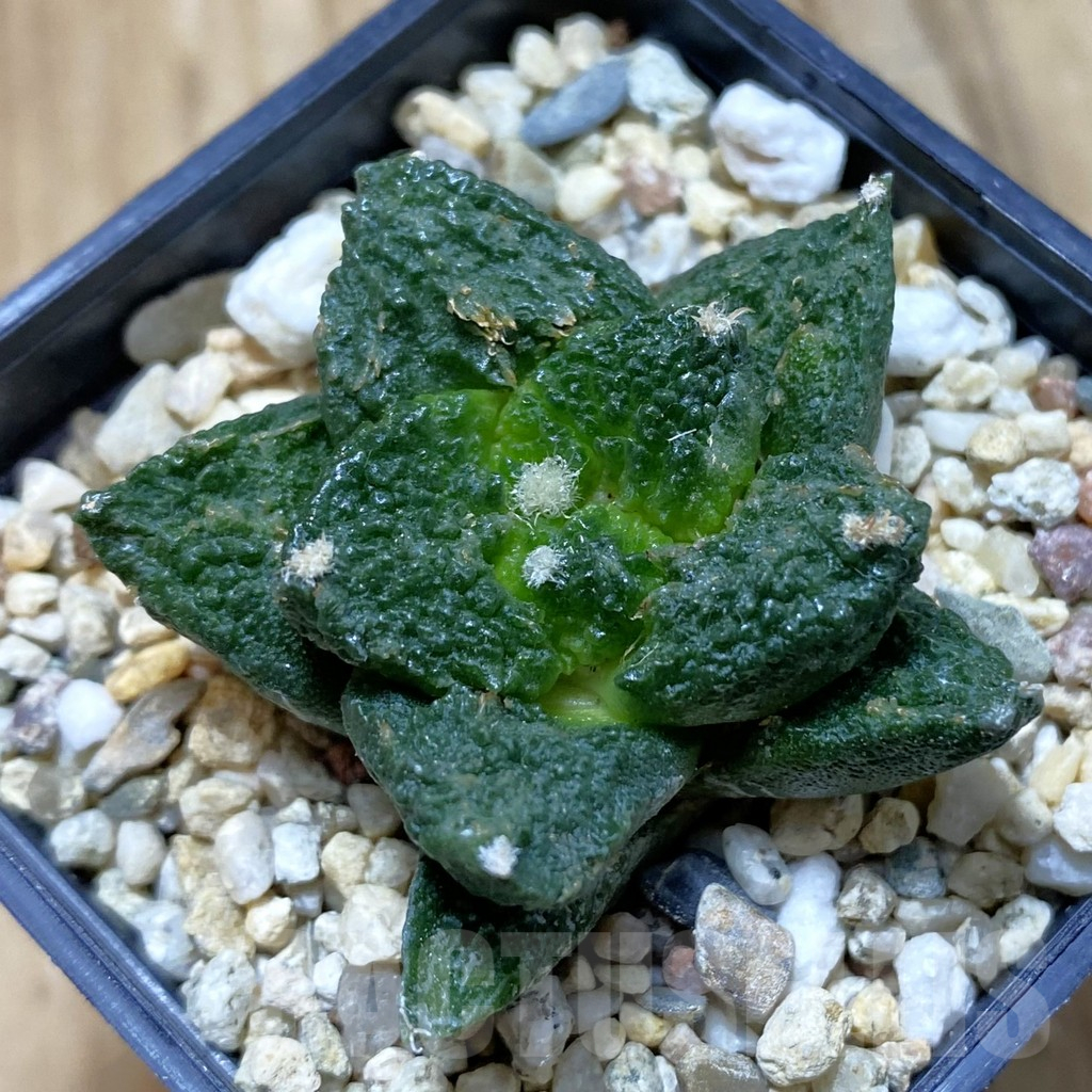 SH12627 Ariocarpus fissuratus 'Godzilla' hybrid