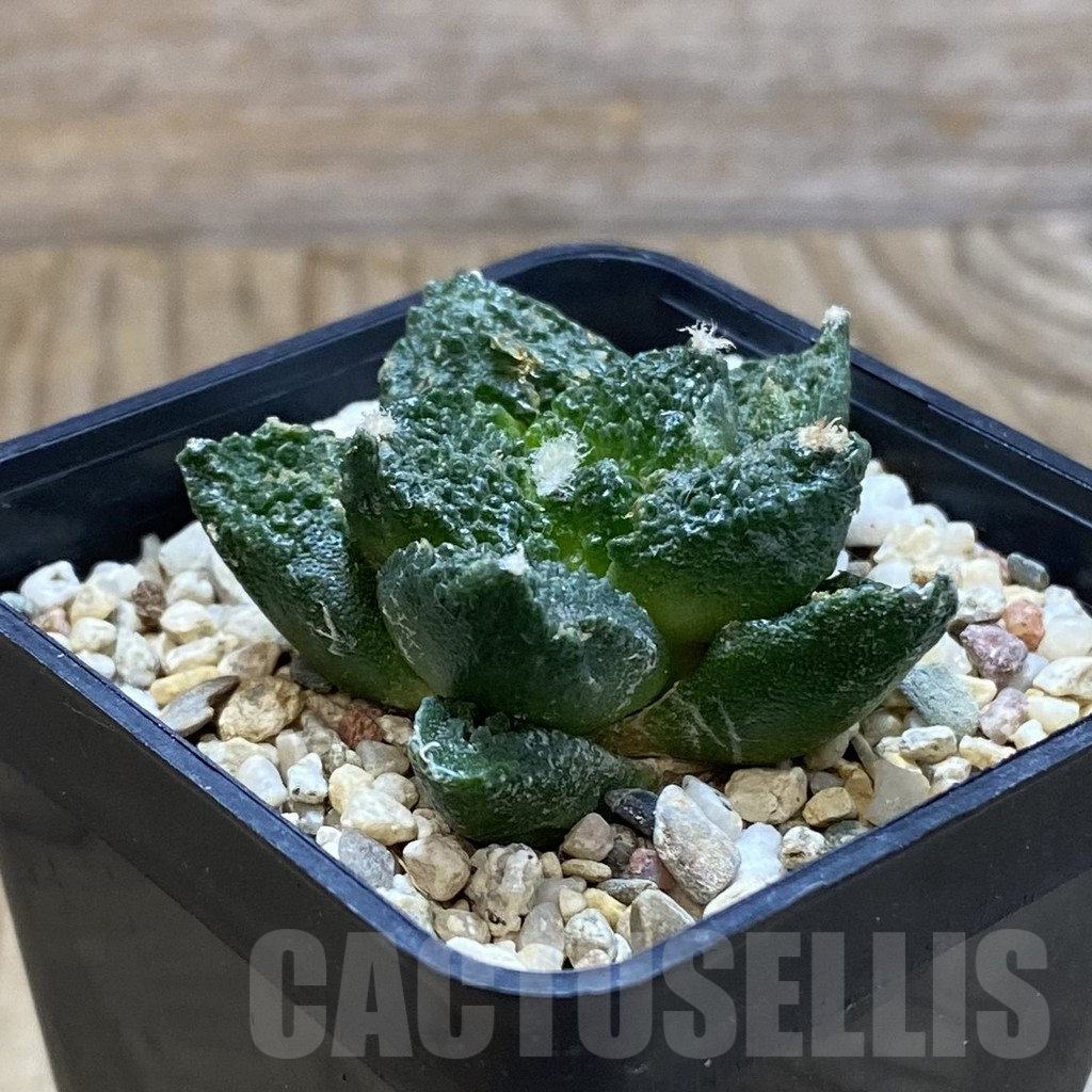 SH12627 Ariocarpus fissuratus 'Godzilla' hybrid - immagine 2