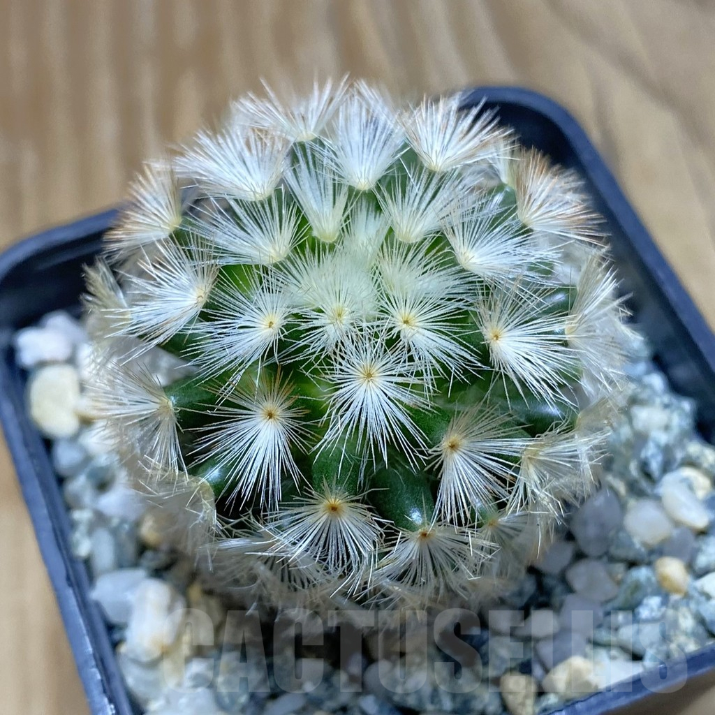SH12628 Mammillaria carmenae ‘Buddha’ hybrid