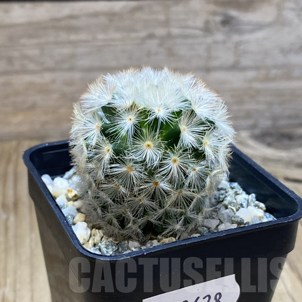 SH12628 Mammillaria carmenae ‘Buddha’ hybrid - immagine 2