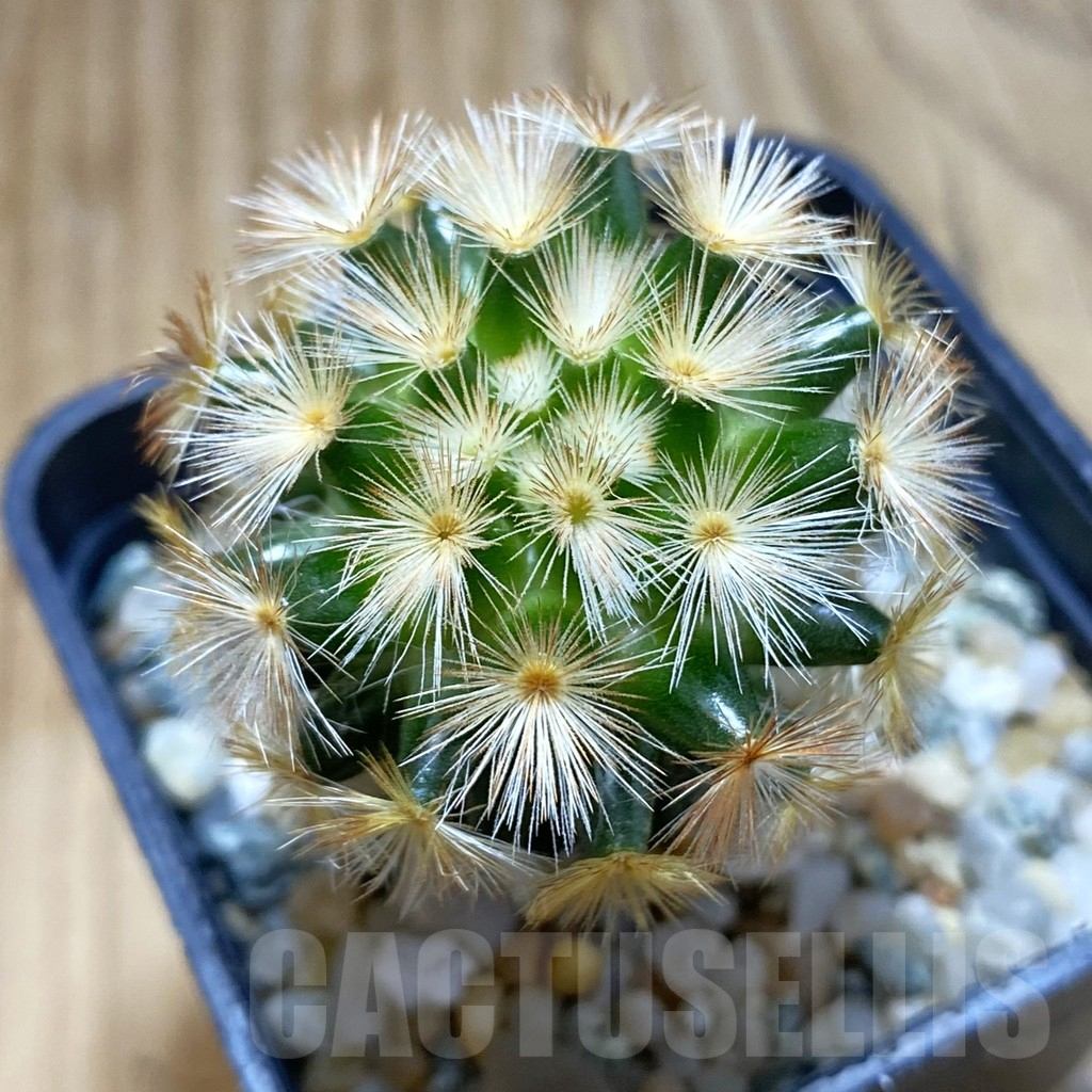 SH12629 Mammillaria carmenae ‘Buddha’ hybrid