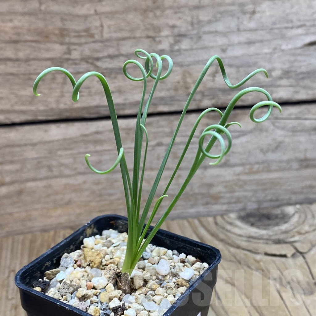 SH12611 Albuca spiralis - Image 2