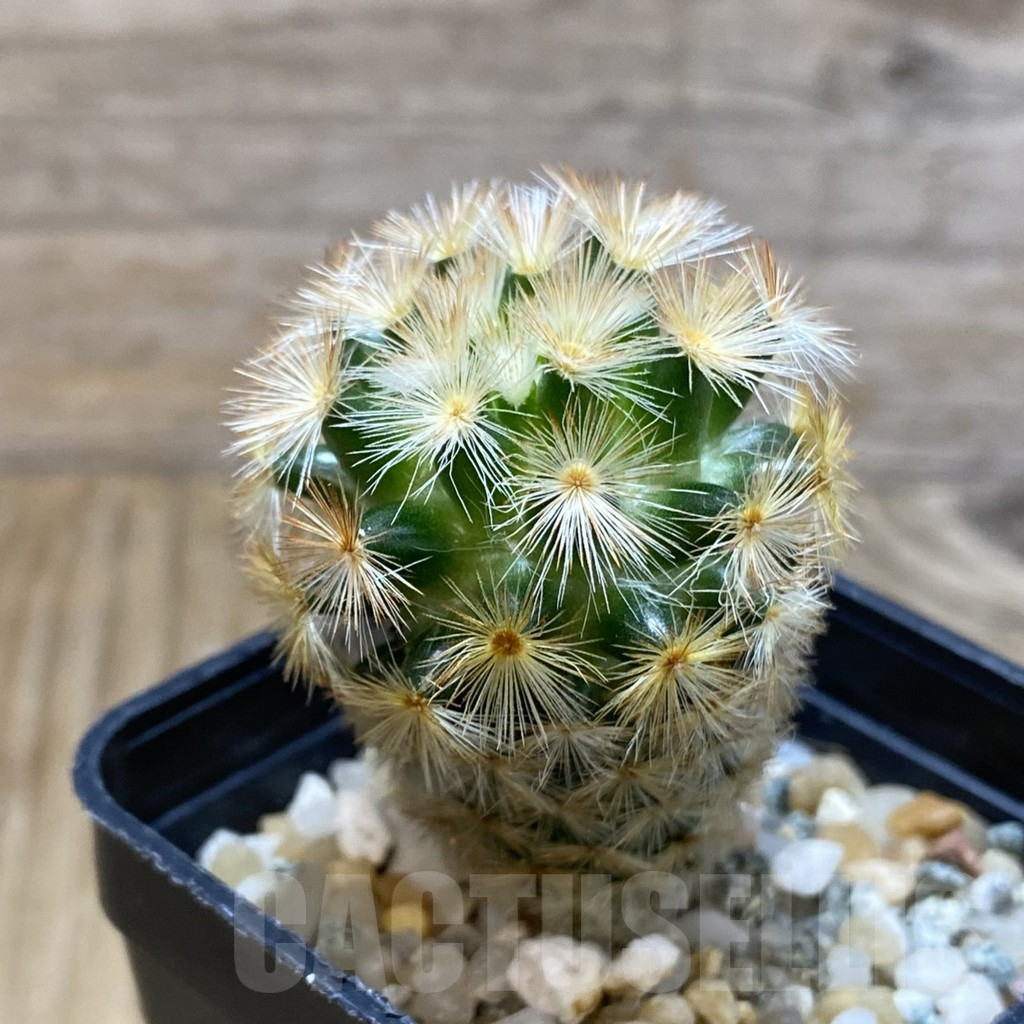 SH12629 Mammillaria carmenae ‘Buddha’ hybrid - Image 2