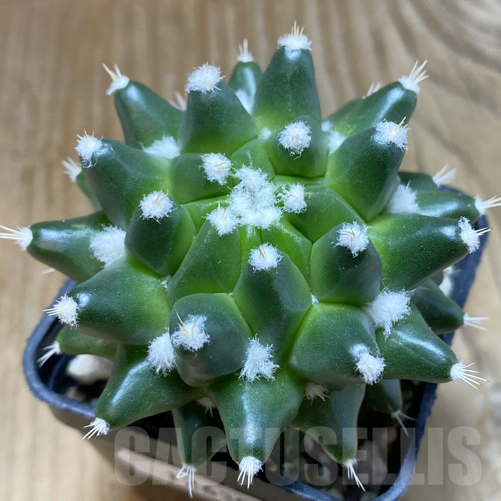 SH12630 Mammillaria bucareliensis ‘Erusamu’