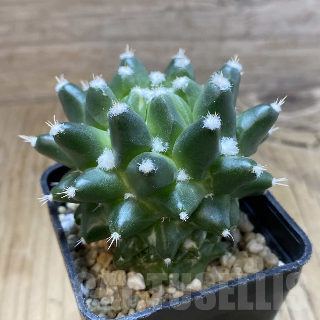 SH12630 Mammillaria bucareliensis ‘Erusamu’ - Image 2