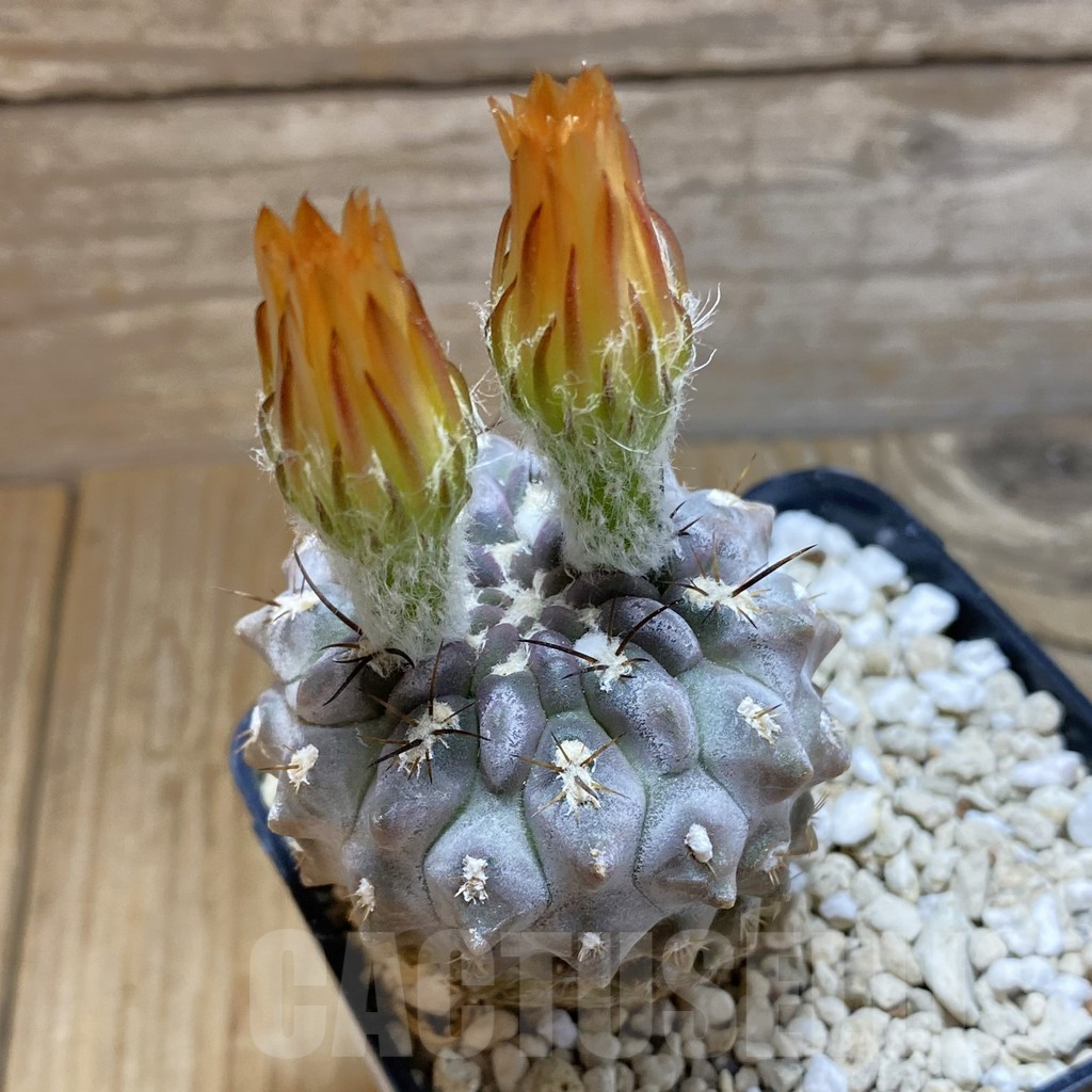 SH12633 Eriosyce heinrichiana - 画像 (2)